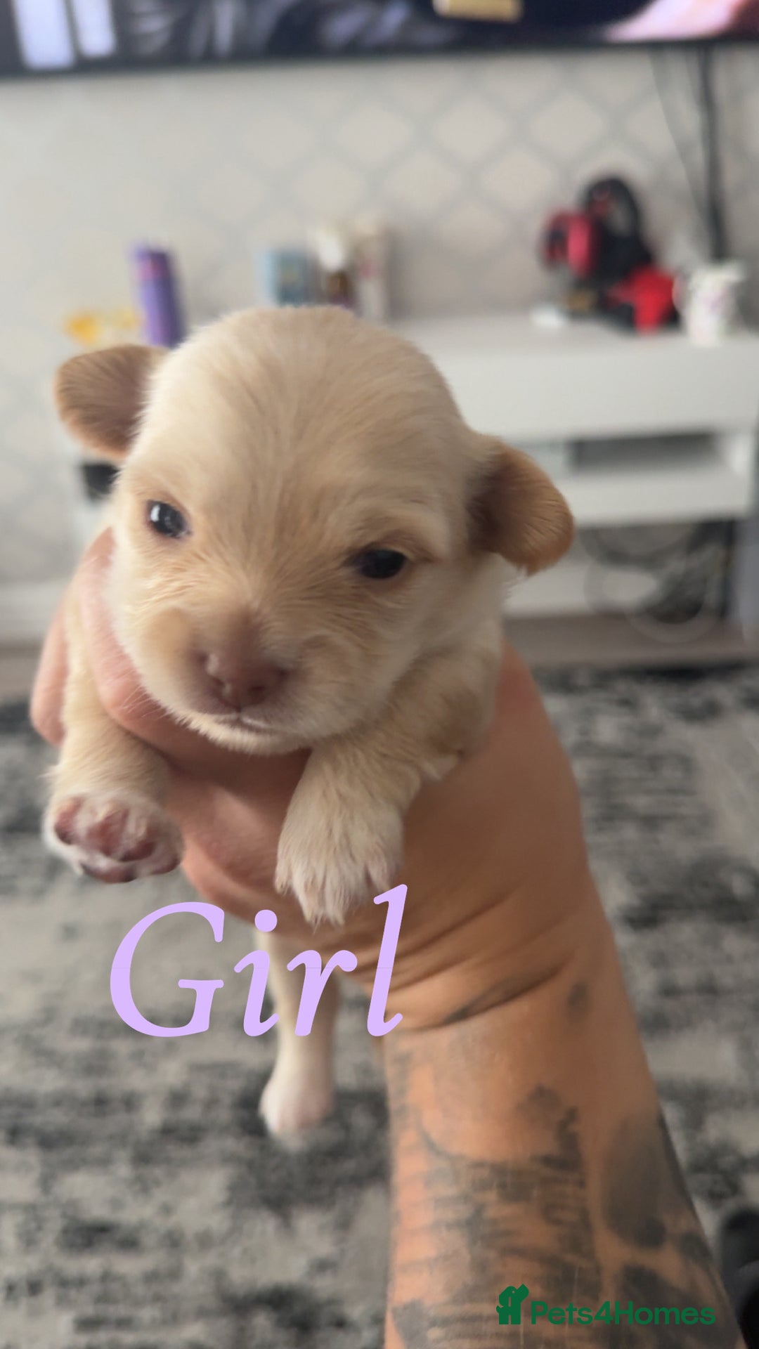 Chihuahua dogs for sale: Chihuahua puppies  - Image 3