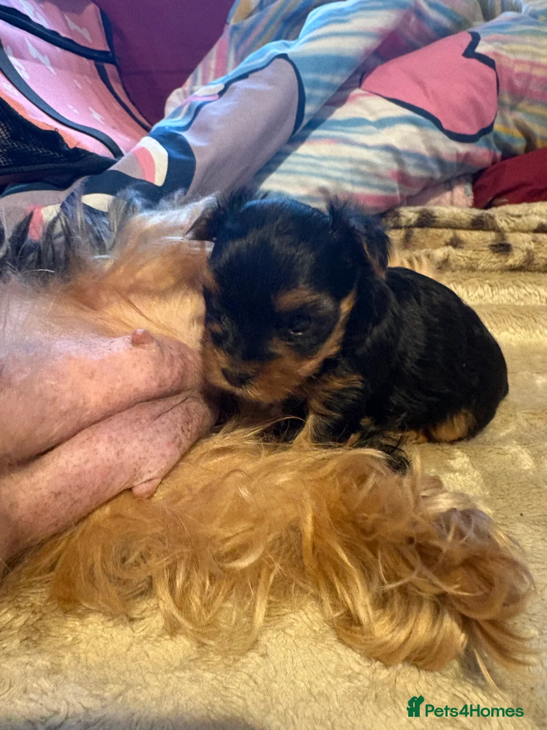Yorkshire Terrier dogs for sale: 3 Yorkshire Terrier mini Girls - Advert 5