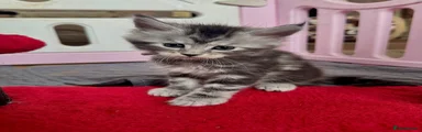Maine Coon 3