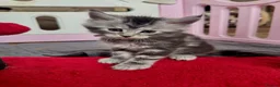 Maine Coon cats for sale: ACTIVE tica Maine coon kittens - Advert 6