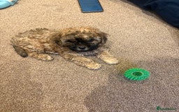 Shihpoo dogs for sale: TEDDYBEAR SHIHPOO PUPPY READY FOR HIS FOREVER HOME - Image 2