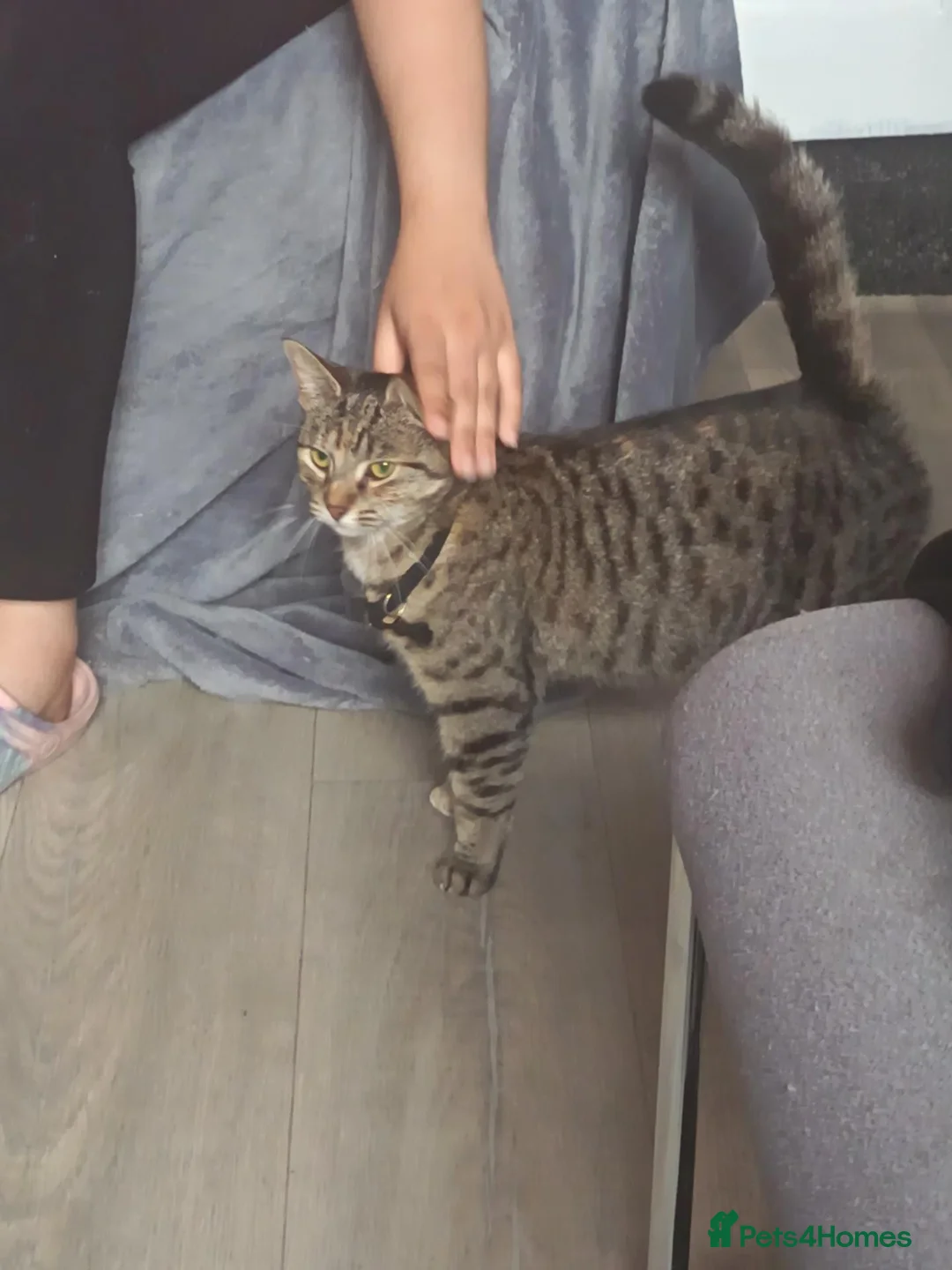 Mixed Breed cats for sale: Cat Mix Breed in Nottingham - Advert 5