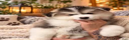 Pomsky dogs for sale: Stunning F3 Pomsky Puppies - Advert 6