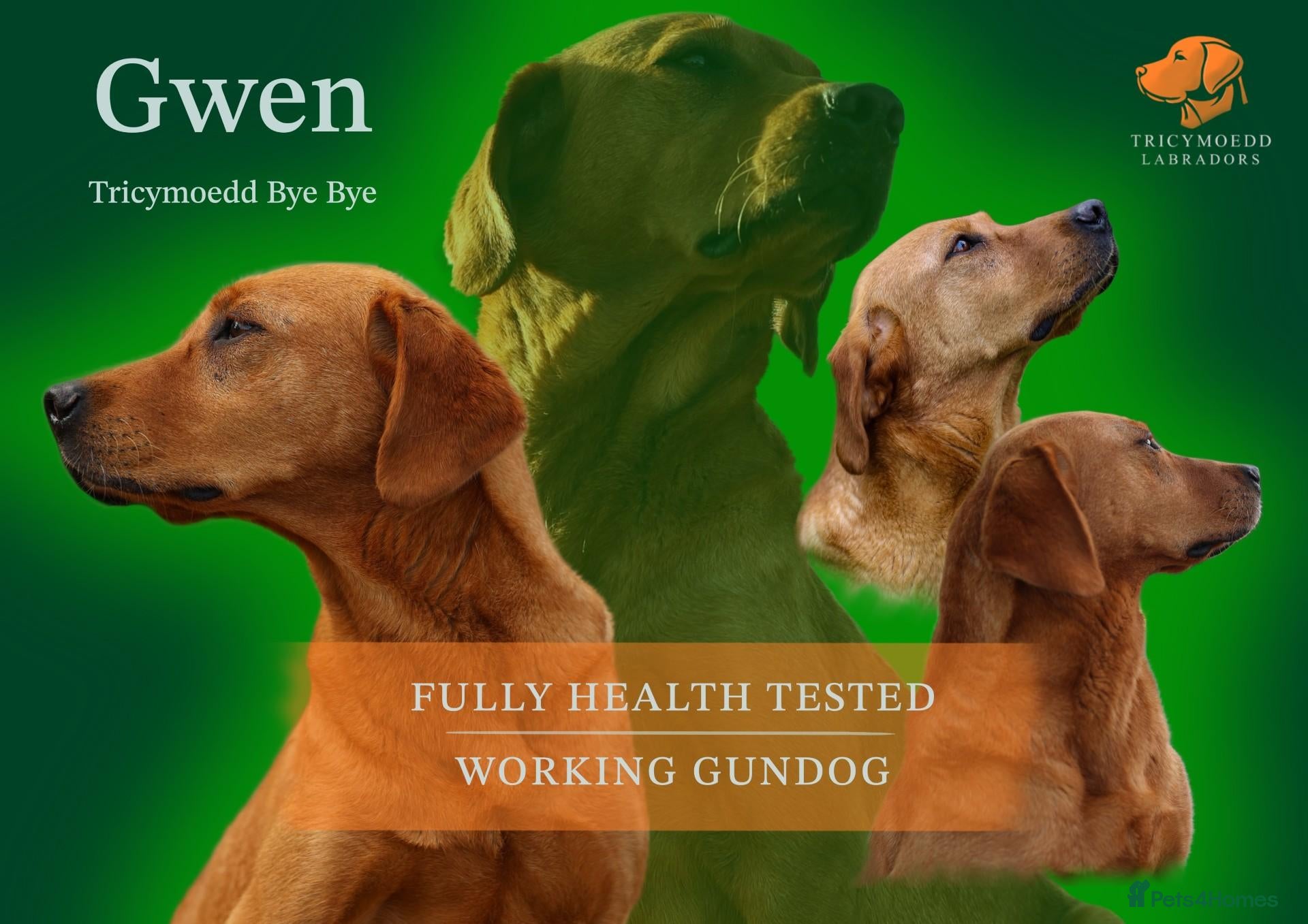 Labrador Retriever dogs Fox Red Labradors Available - Advert 1
