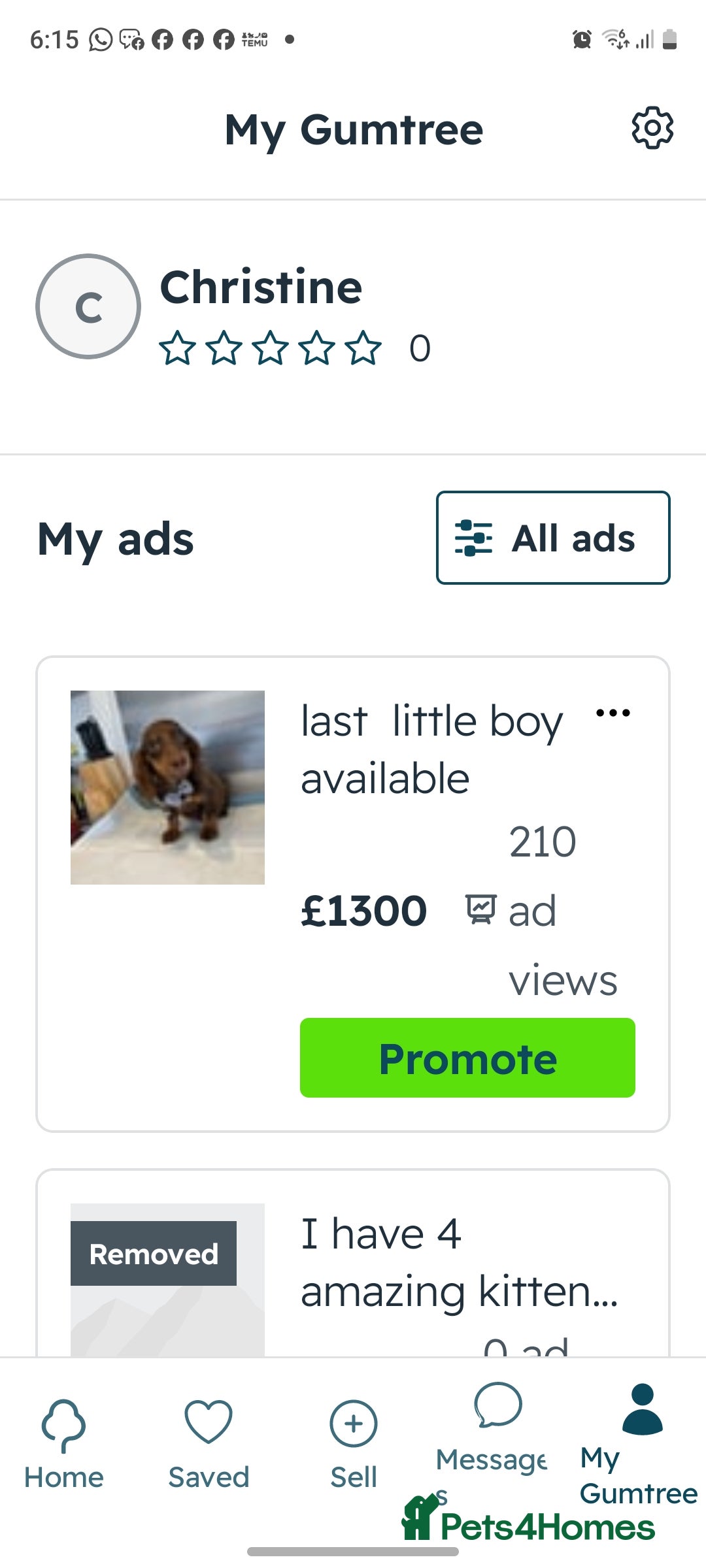 Dachshund dogs for sale: dachshund  - Image 1