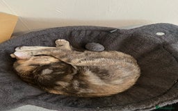Siberian cats for sale: 2 Beautiful Friendly Cats Looking for Loving Home - Image 3