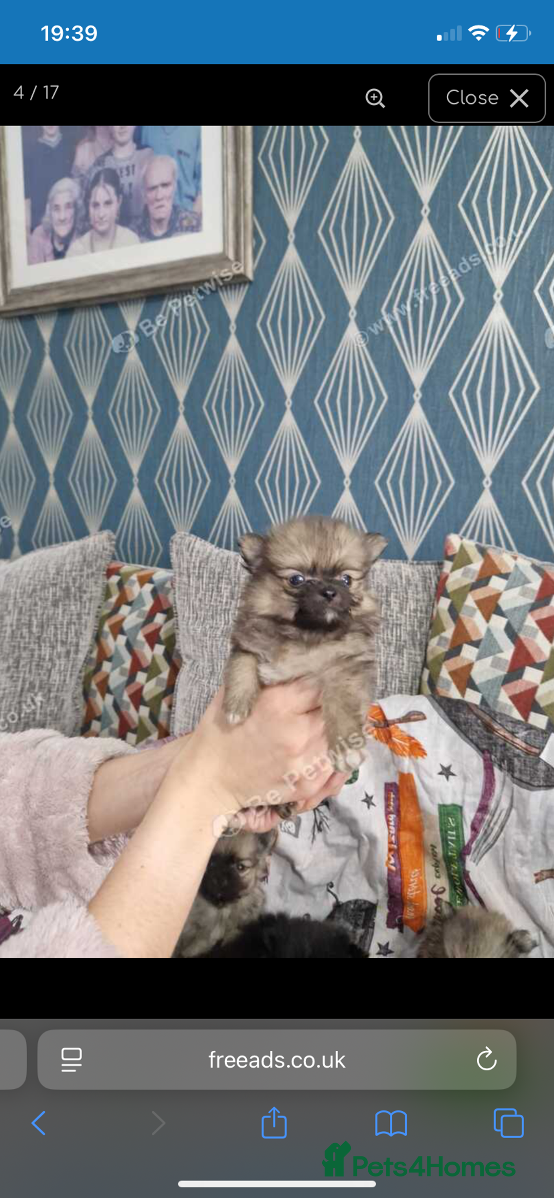 Pomchi dogs for sale: Pomchi - Advert 3