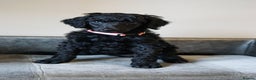 Standard Poodle dogs for sale: Champion sired standard poodles  - Advert 10
