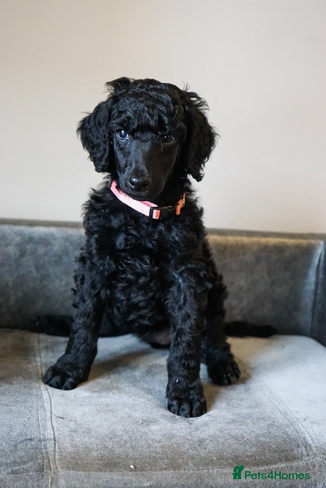 Standard Poodle dogs for sale: Champion sired standard poodles  - Advert 10