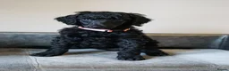 Standard Poodle dogs for sale: Champion sired standard poodles  - Advert 15