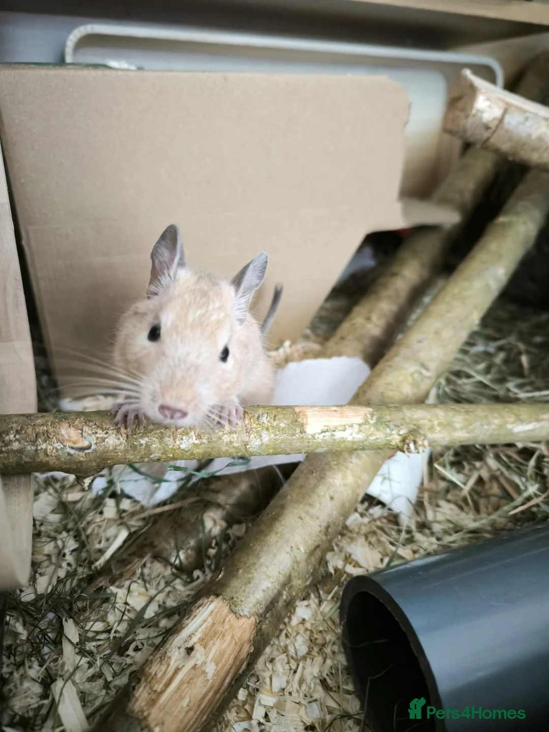 Degus rodents for sale: Degus x 2 male  in Guildford - Advert 3