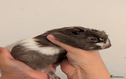 Guinea Pig rodents for sale: 3 x male guinea pigs  - Image 7