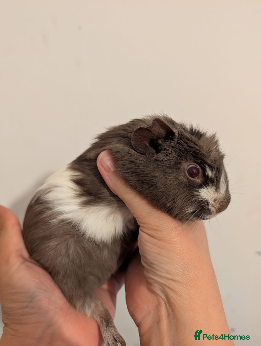 Guinea Pig rodents for sale: 3 x male guinea pigs  - Image 7