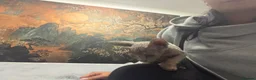 Sphynx cats for sale: 😍Two Beautiful Sphynx Girls😍 - Advert 6
