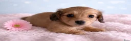 Miniature Dachshund dogs for sale: English cream mini longhair dachshunds  - Advert 9