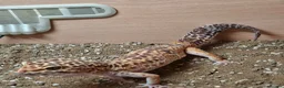 Mixed Breed reptiles for sale: Various reptiles  in Loughborough - Advert 5