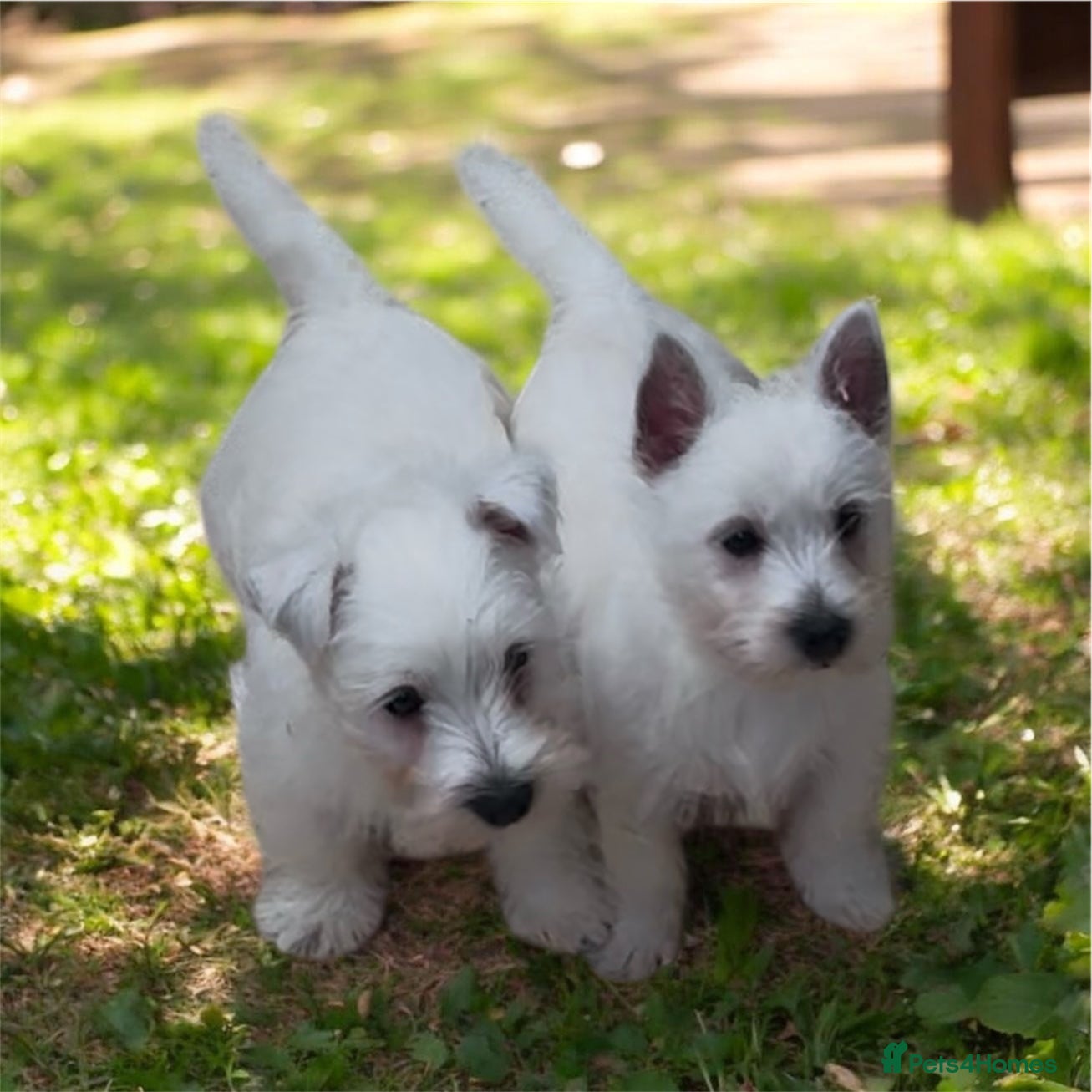 West Highland Terrier dogs Beautiful westie male and female available - Advert 3