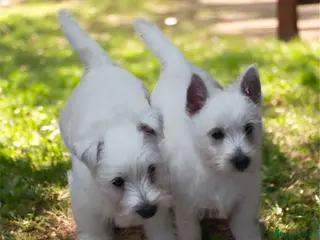 West Highland Terrier dogs Beautiful westie male and female available - Advert 3