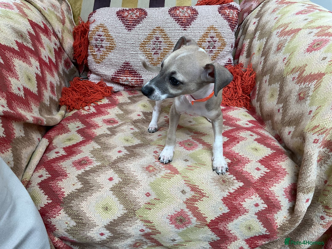 Italian Greyhound dogs for sale: Gorgeous Italian greyhound puppies  - Image 23