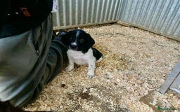 English Springer Spaniel dogs for sale: Working Springer Spaniel Puppies  - Image 3