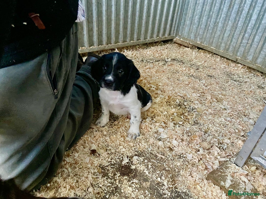 English Springer Spaniel dogs for sale: Working Springer Spaniel Puppies  - Image 3
