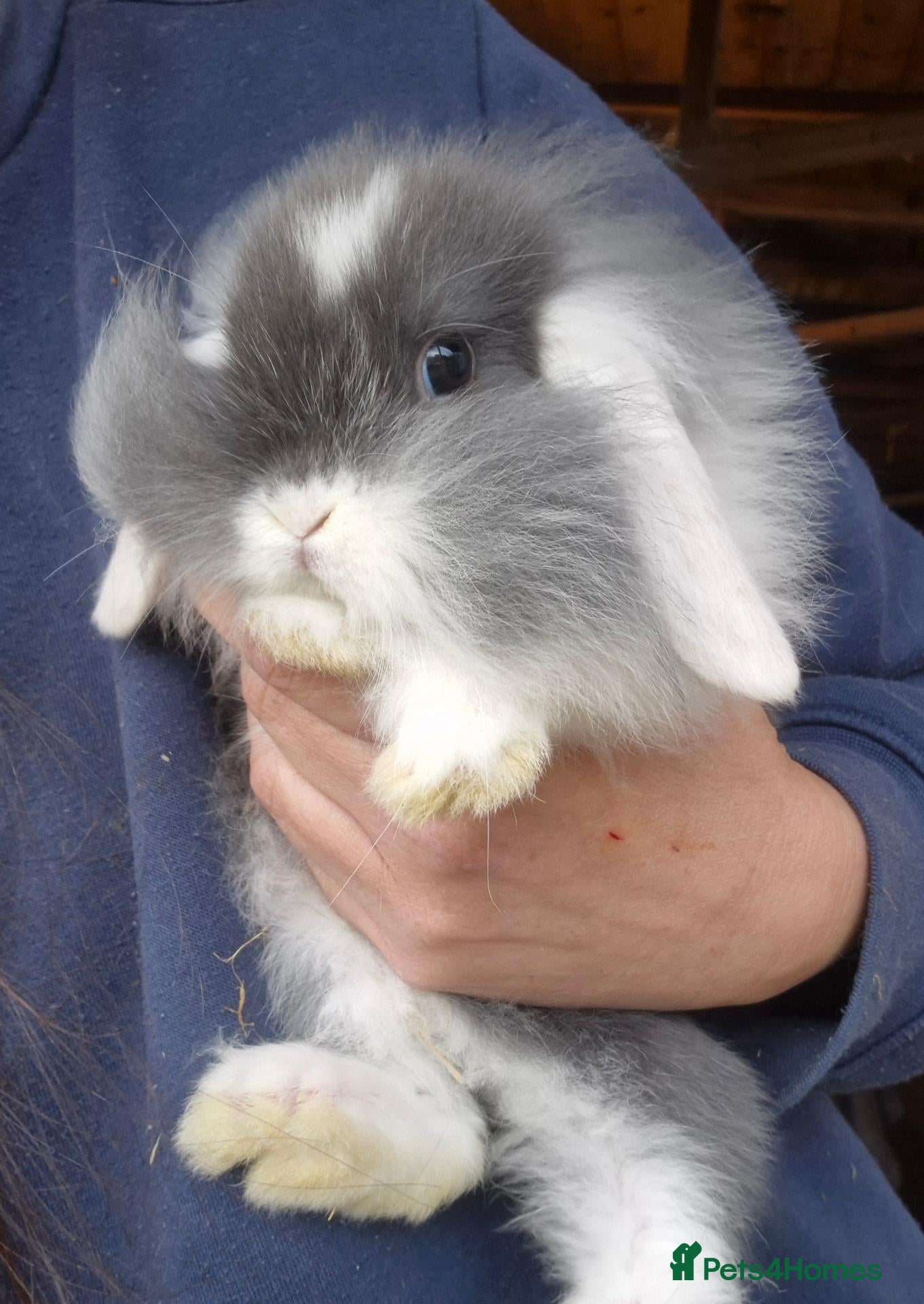 Mini Lop rabbits Mini lop babys  and mini lion lop babys  - Advert 5