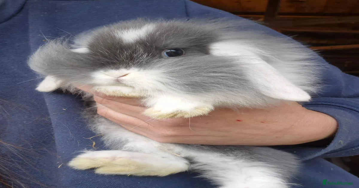 Mini Lop Rabbits for Sale for sale under £100 | Pets4Homes