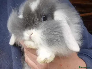Mini Lop rabbits Mini lop babys and mini lion lop babys - Advert 5