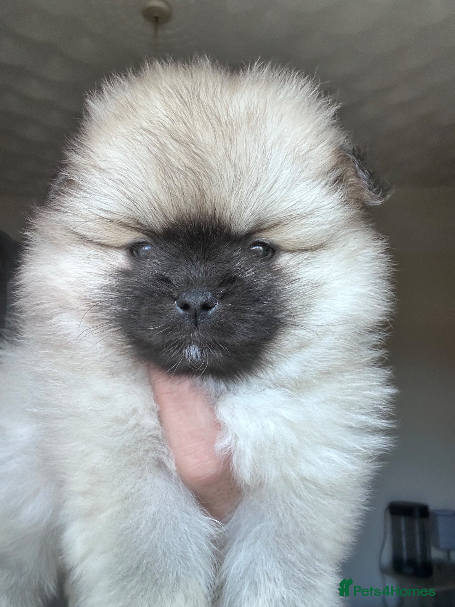 Pomeranian dogs Double Champion Lines Pomeranian KC Reg - Advert 3