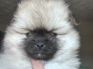 Pomeranian dogs Double Champion Lines Pomeranian KC Reg - Advert 3