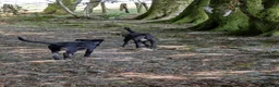 Mixed Breed dogs for sale: Heartbroken to Re-home  in Lampeter - Advert 4