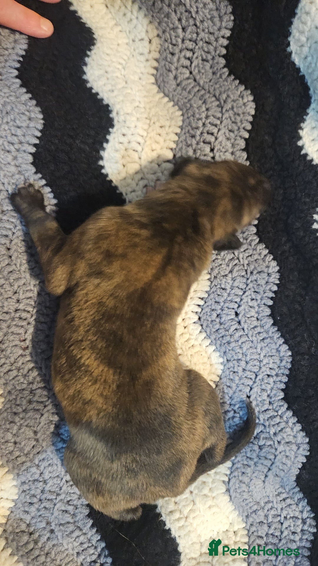 Whippet dogs for sale: 8 beautiful  brindle whippet  - Advert 2