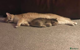 British Shorthair cats for sale: Golden British short hair - Image 8