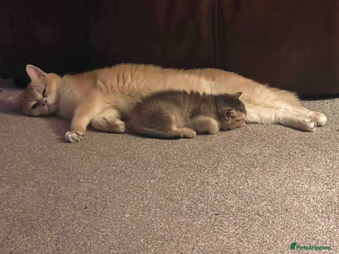 British Shorthair cats for sale: Golden British short hair - Image 8