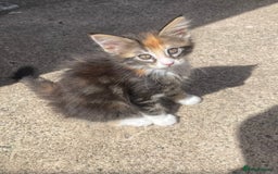 Maine Coon cats for sale: Mainecoon kittens  - Image 8