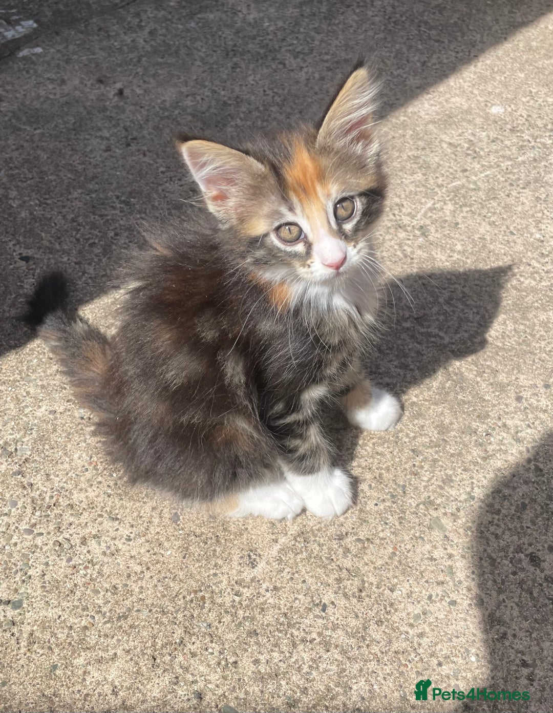 Maine Coon cats for sale: Mainecoon kittens  - Image 8