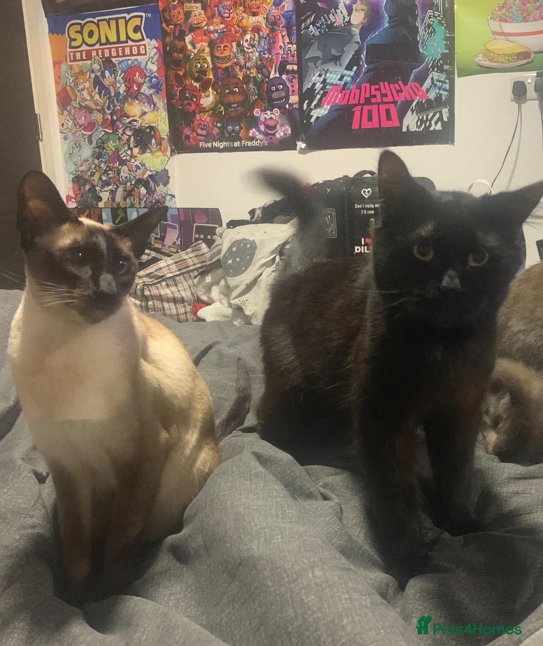 Mixed Breed cats for sale: Cosmo and Sakura looking for a good home  - Advert 1