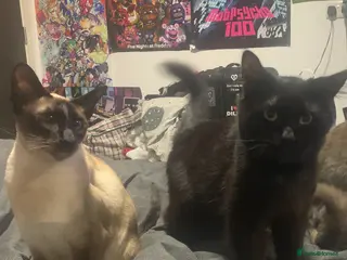 Mixed Breed cats Cosmo and Sakura looking for a good home - Advert 2