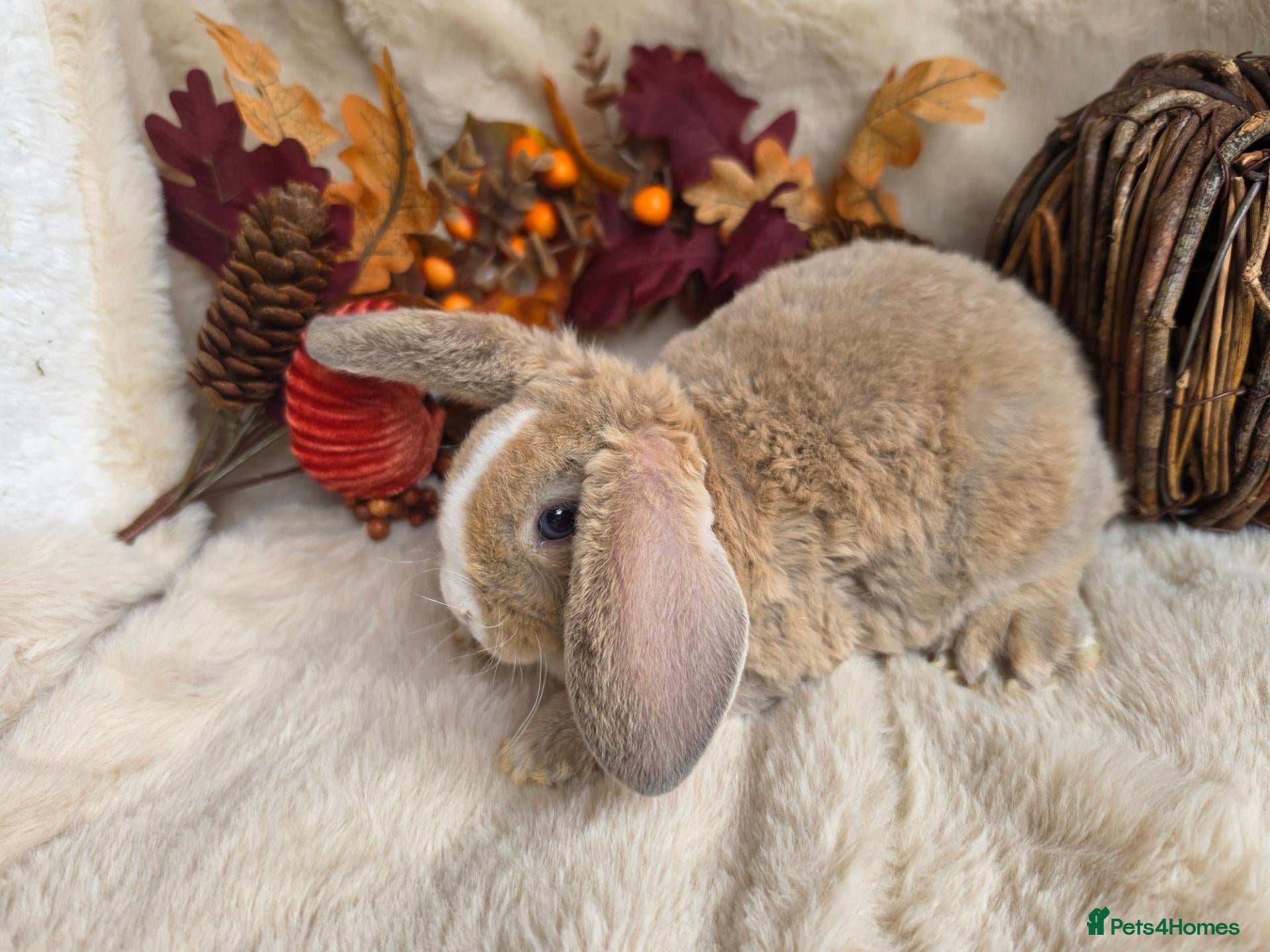 Mini Lop rabbits for sale: Gorgeous mini plush lops - Advert 2