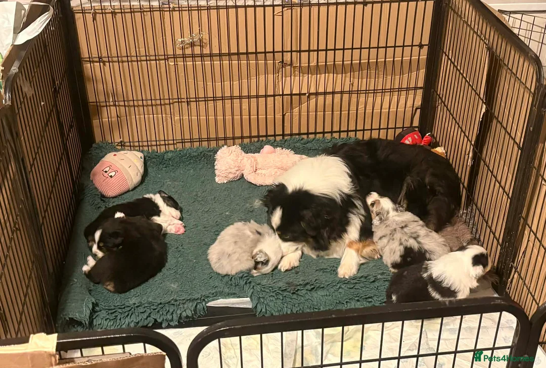 Australian Shepherd dogs for sale: Australian shepherd puppies - Advert 7