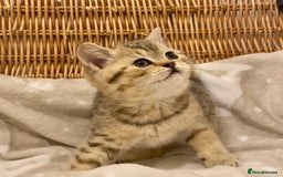 British Shorthair cats for sale: 🧸EXCEPTIONAL QUALITY PURE BREED BSH TEDDY BEARS🧸 - Advert 29