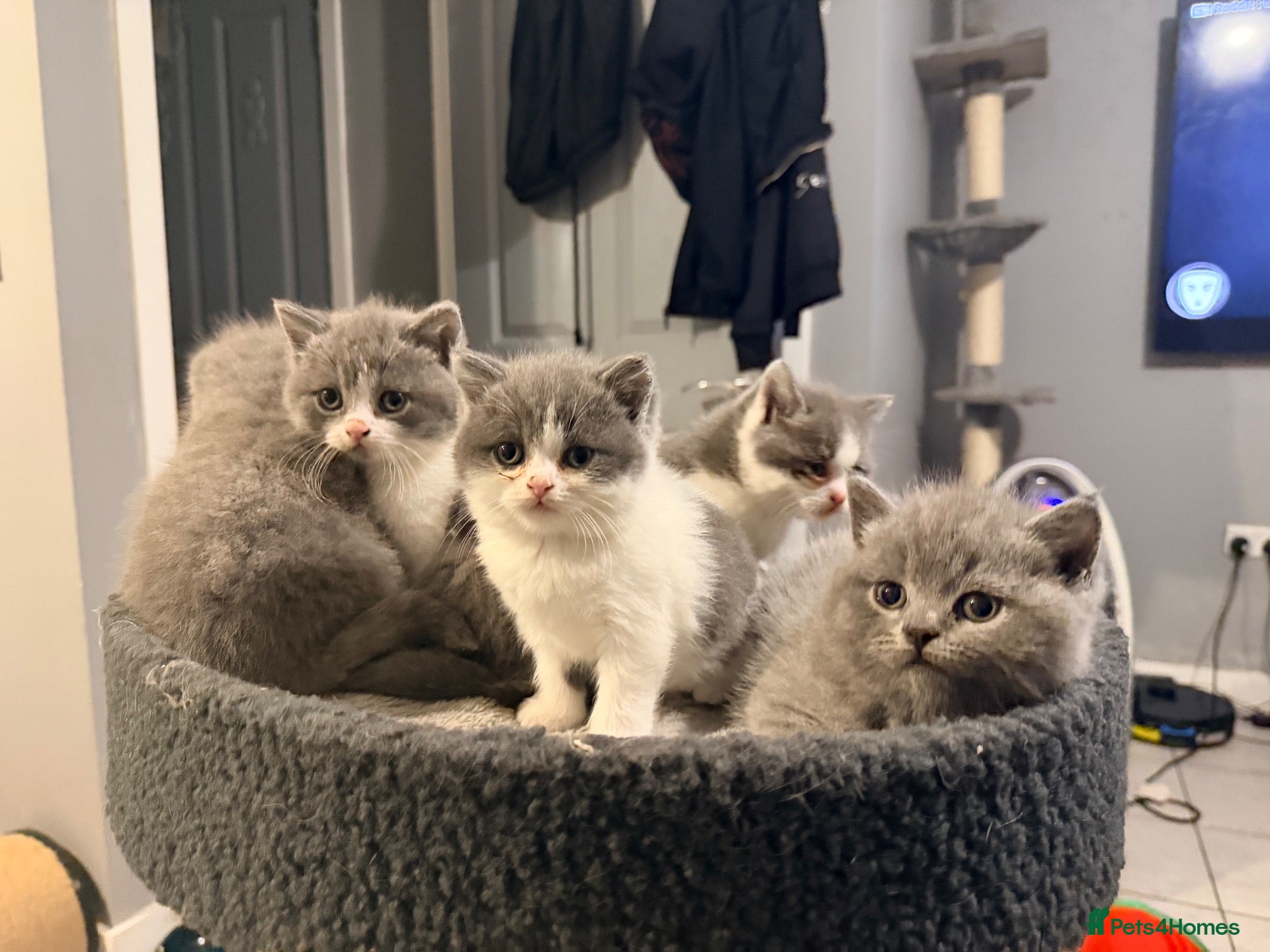 British Shorthair cats BI COLOURED BRITISH SHORTHAIR KITTENS - Advert 1
