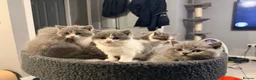 British Shorthair cats for sale: BI COLOURED BRITISH SHORTHAIR KITTENS - Advert 1