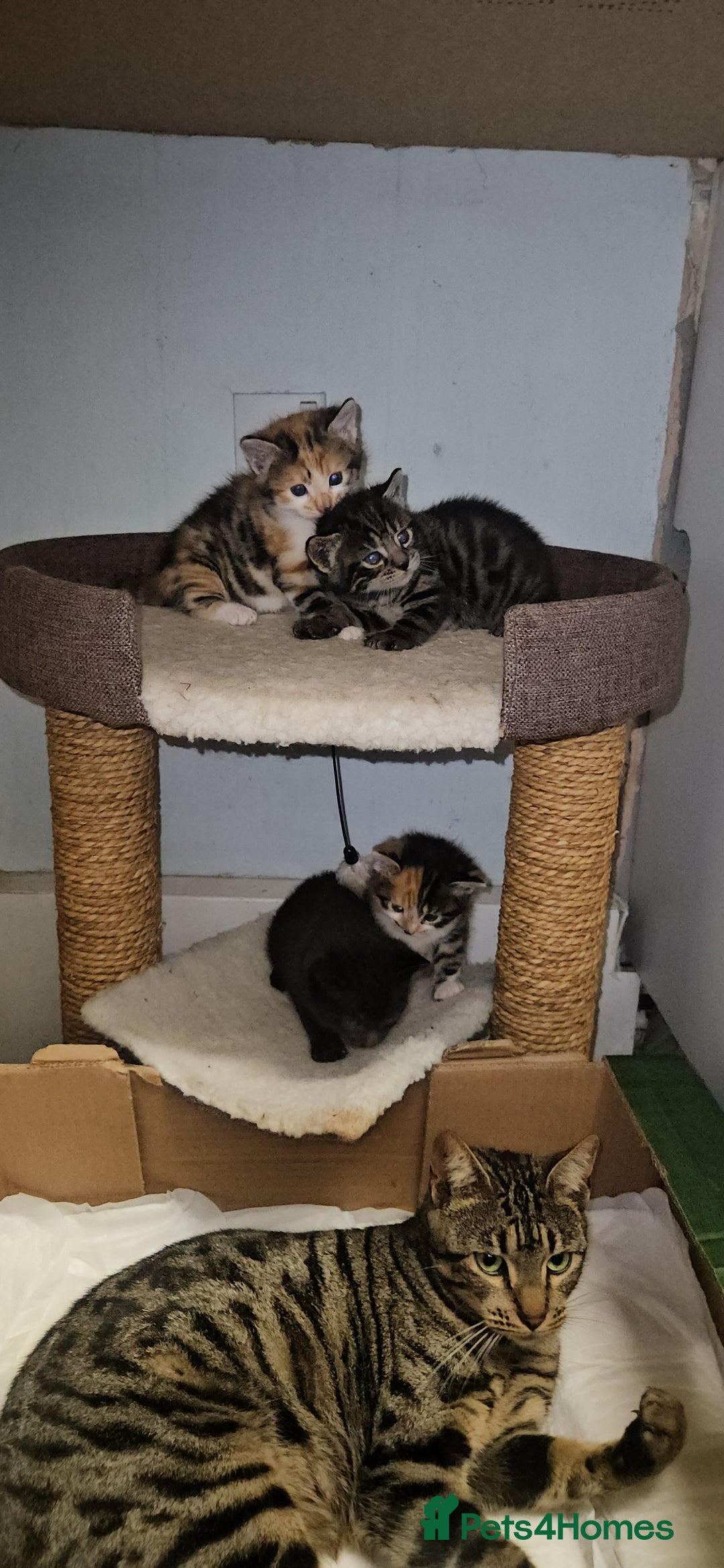 Bengal cats for sale: Kittys:Bengal+British parents  - Advert 8