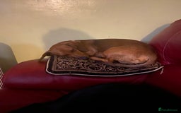 Dachshund dogs for sale: Dachshund pups - Image 2