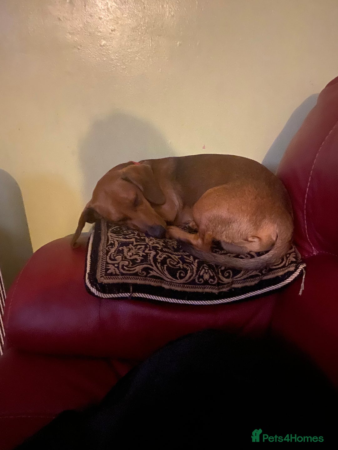 Dachshund dogs for sale: Dachshund pups - Image 2