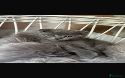 Scottish Fold cats for sale: Scottish fold kittens - Image 9