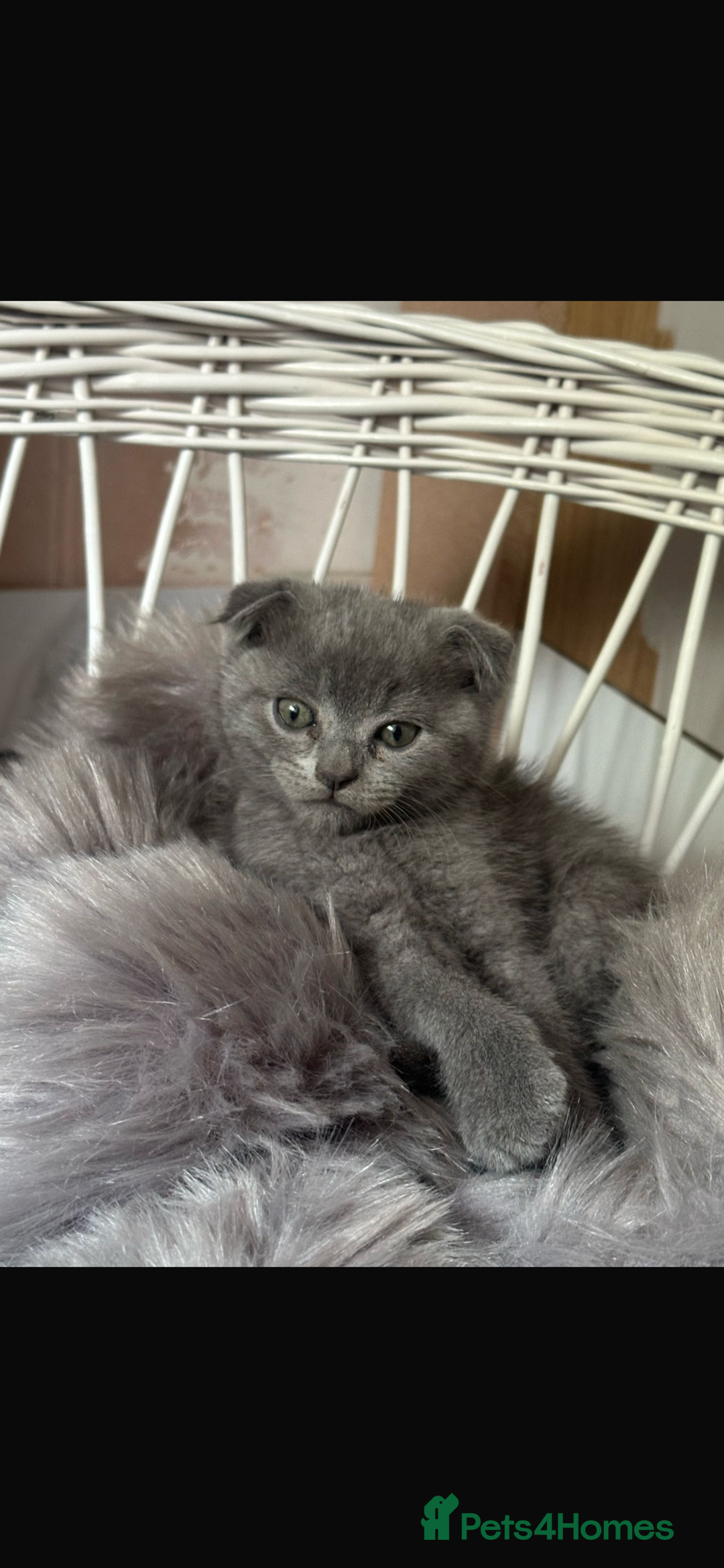 Scottish Fold cats for sale: Scottish fold kittens - Image 9