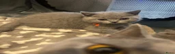 British Shorthair cats for sale: Bsh girl  - Advert 2
