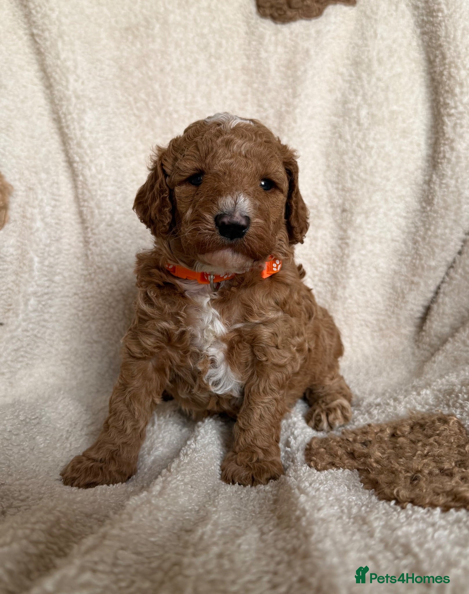 Australian Labradoodle dogs Stunning Tuxedo Miniature Australian Labradoodles - Advert 2